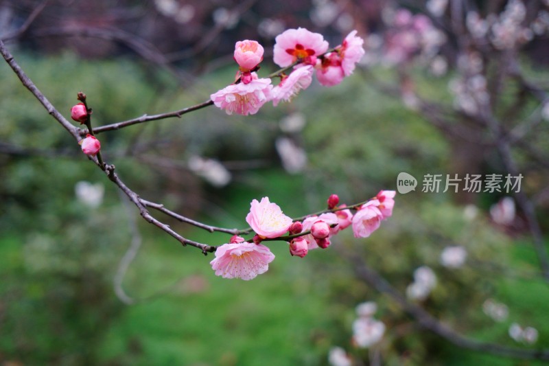 梅与梅花 南京梅花山