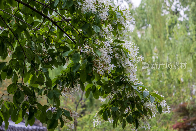 春天开花的流苏树