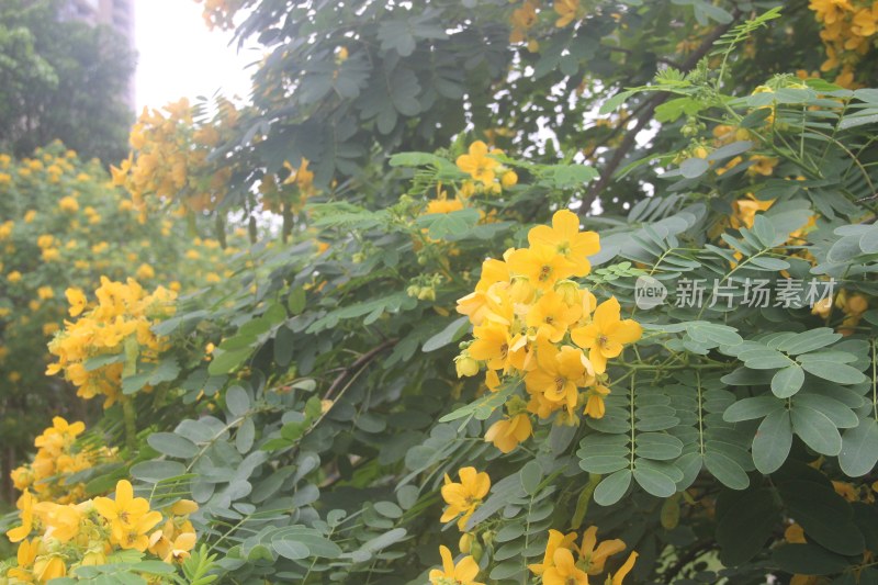 广东东莞：黄槐花开