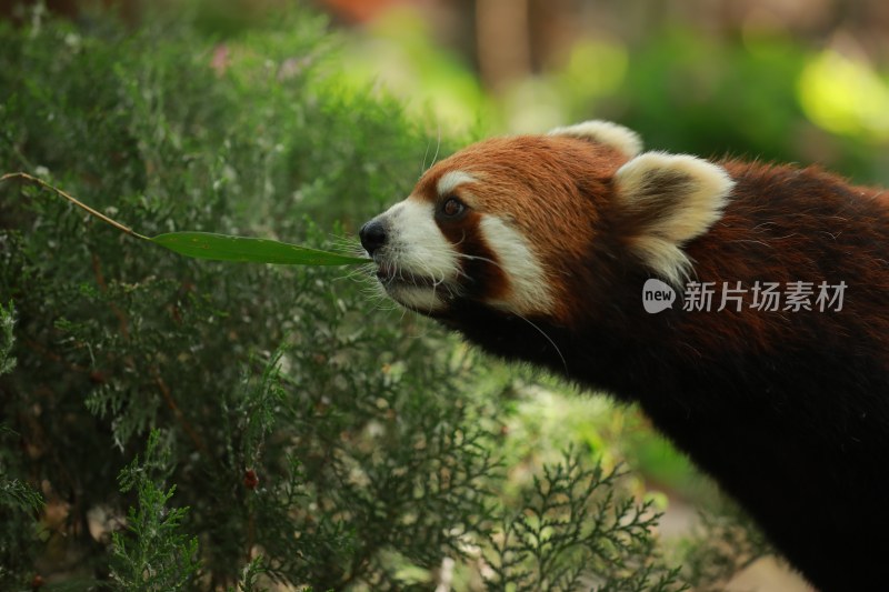 野生动物小熊猫