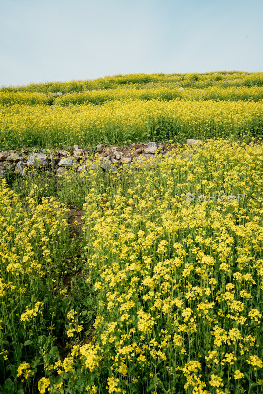 北京温榆河公园油菜花田