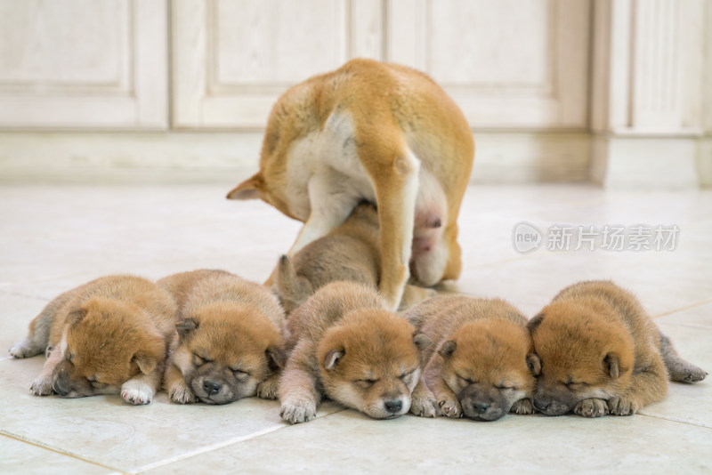 狗妈妈陪伴在孩子们身边