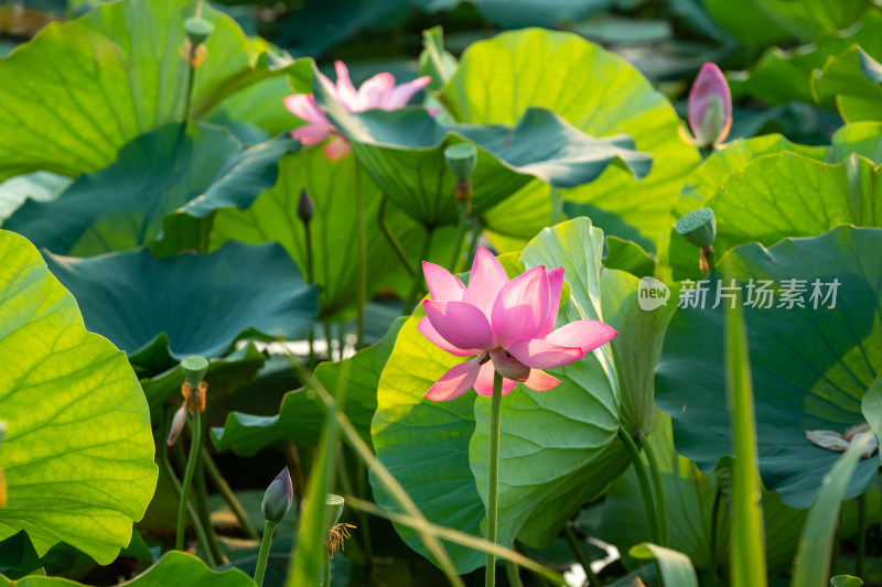 夏日池塘荷花