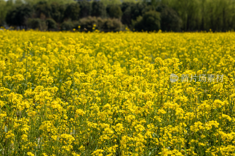 春天野外金灿灿的油菜花田金黄色花海