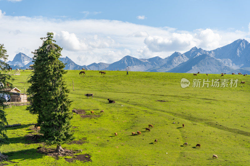 新疆琼库什台风景