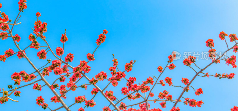 佛山禅城澜石地铁站盛开的木棉花