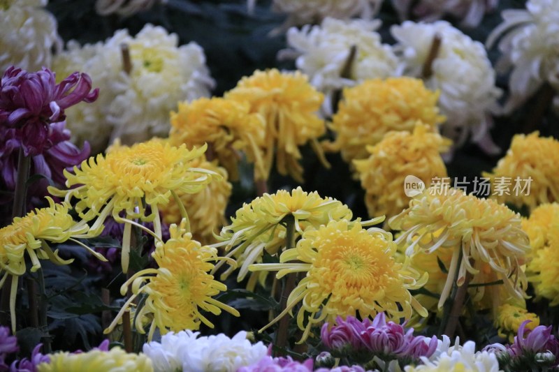 黄色菊花 丝状菊花 金丝菊 