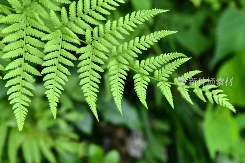 蕨类植物绿叶背景