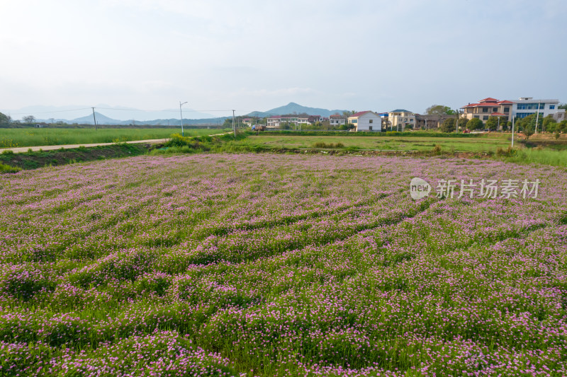 航拍春天田野上大片的紫云英野花