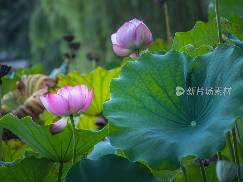 池塘里的荷花