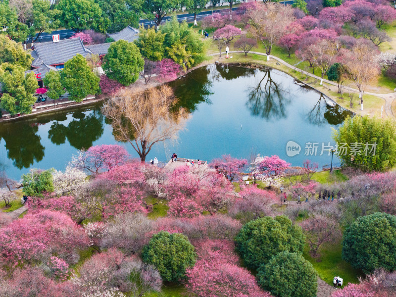 长沙橘子洲梅园梅花