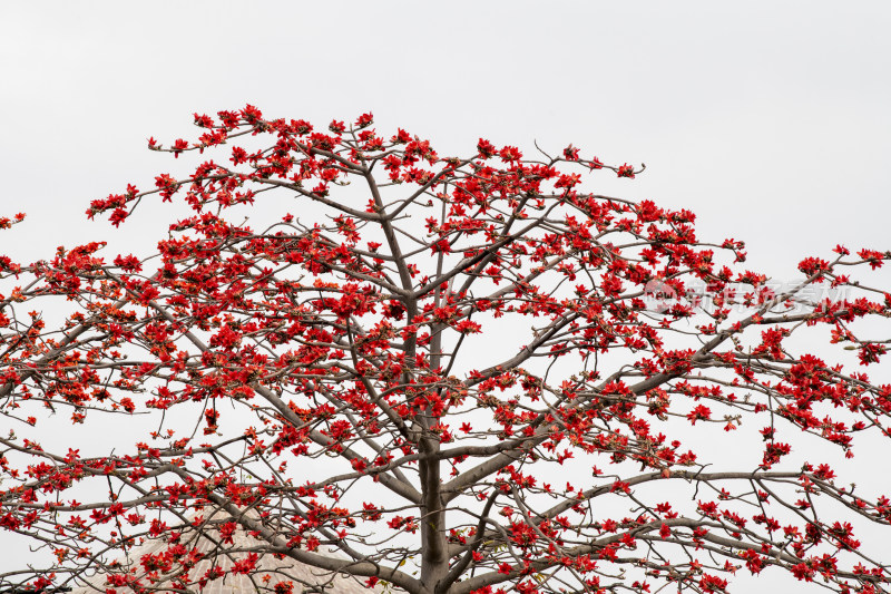 深圳街道边盛开的木棉花