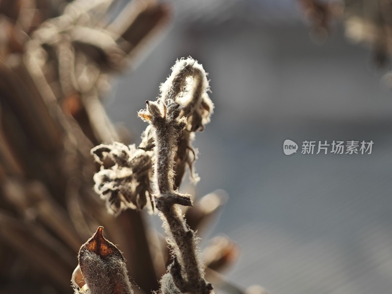 枯萎植物特写尽显秋日萧瑟之态