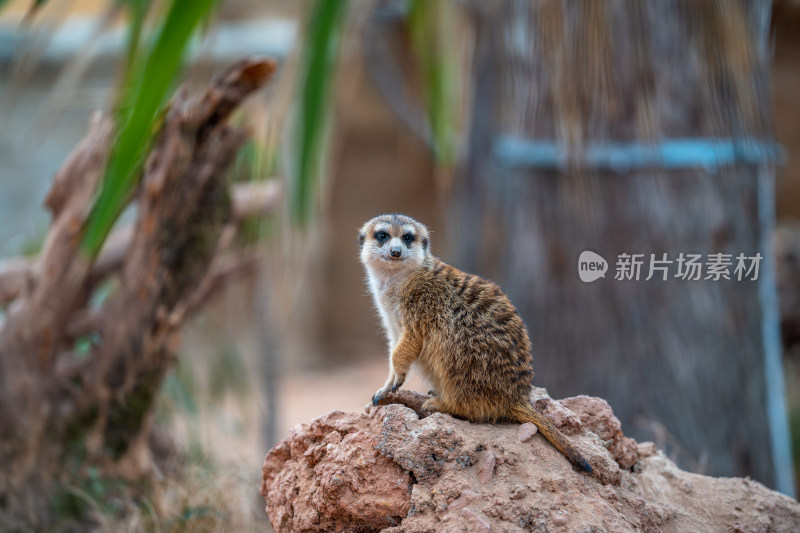 猫鼬 动物