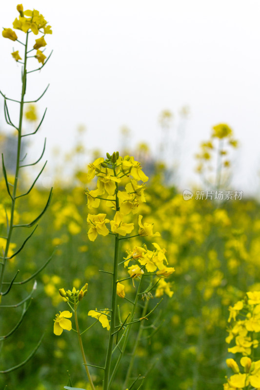 杭州萧山城市旁盛开的油菜花田