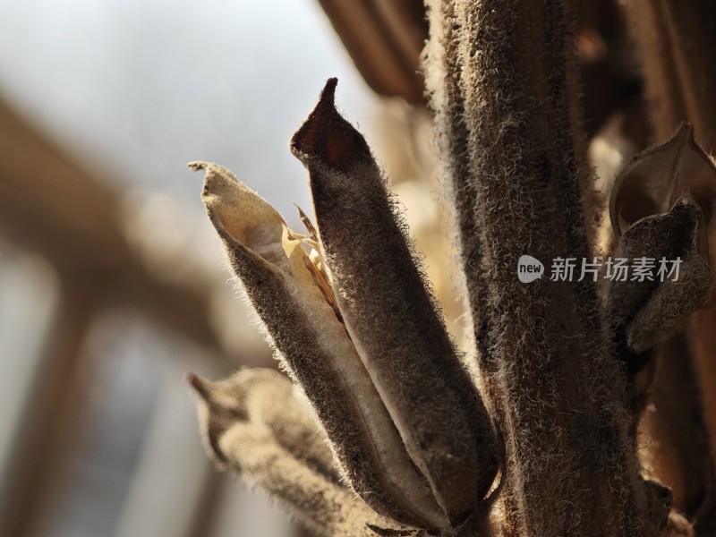 枯萎植物特写尽显秋日萧瑟之态