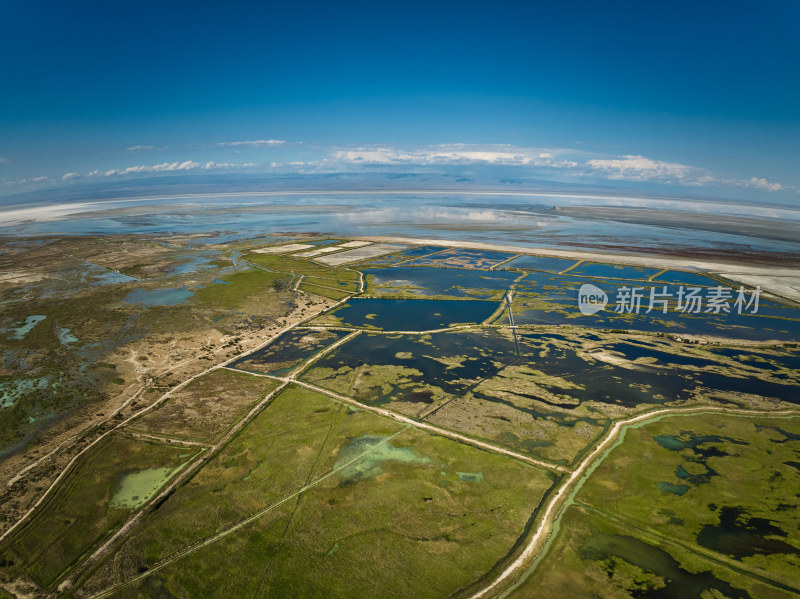 新疆艾比湖湿地