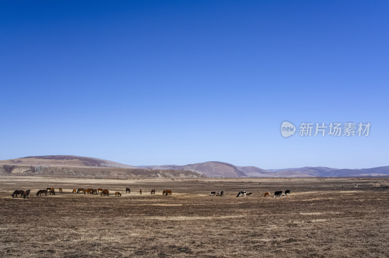 内蒙古呼伦贝尔临江屯草原牧场秋景