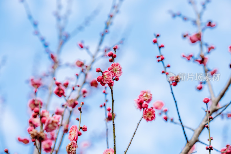 西溪湿地盛开的梅花