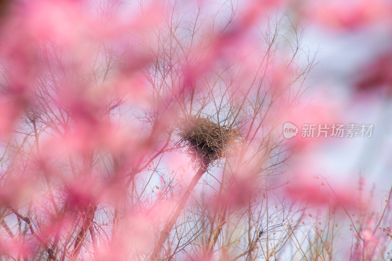 粉色花海中的鸟巢