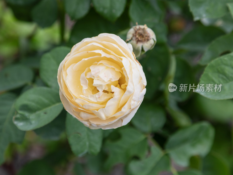 花，玫瑰花，黄色玫瑰花，花朵，美丽的花