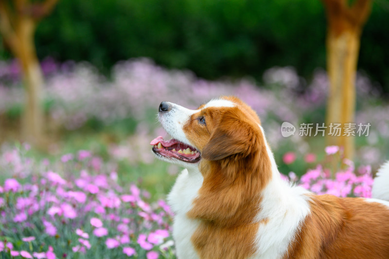 动物主题在公园内玩耍的宠物牧羊犬