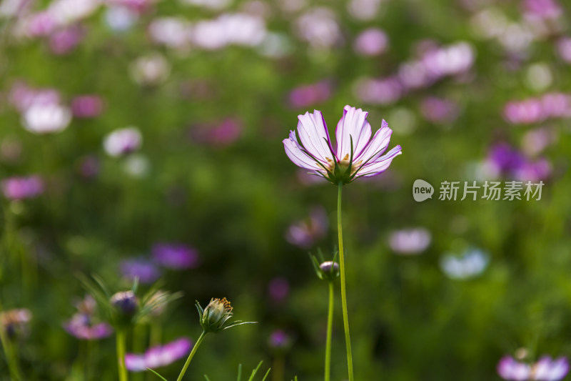 四季花卉盆景格桑花