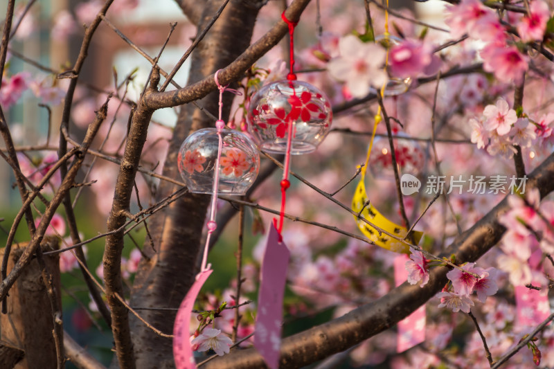 浪漫樱花林