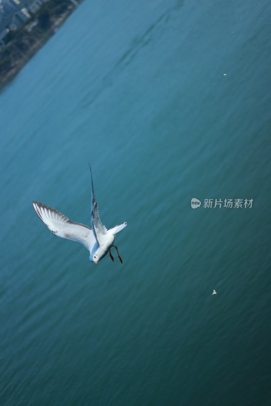 飞翔的海鸥场景