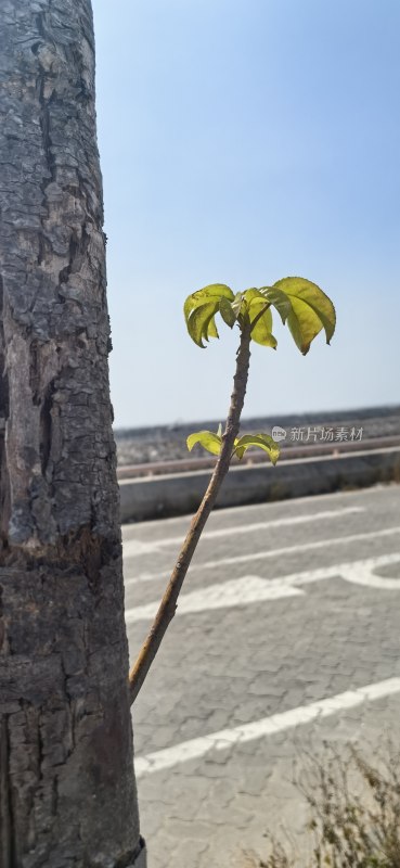 树干旁萌发新叶的嫩绿植物