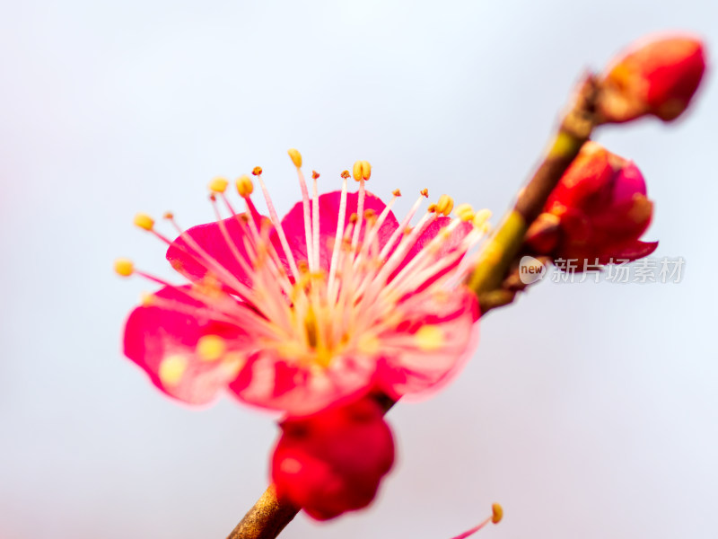 一朵梅花特写