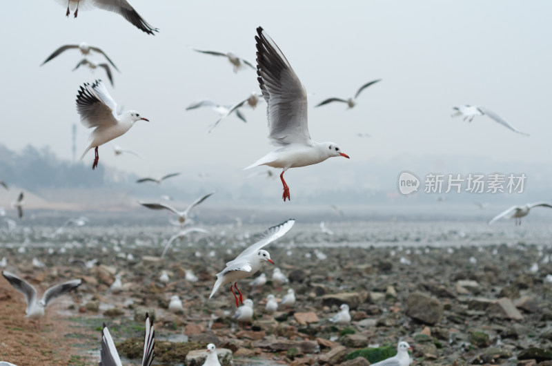 青岛栈桥，在海上纷飞的海鸥