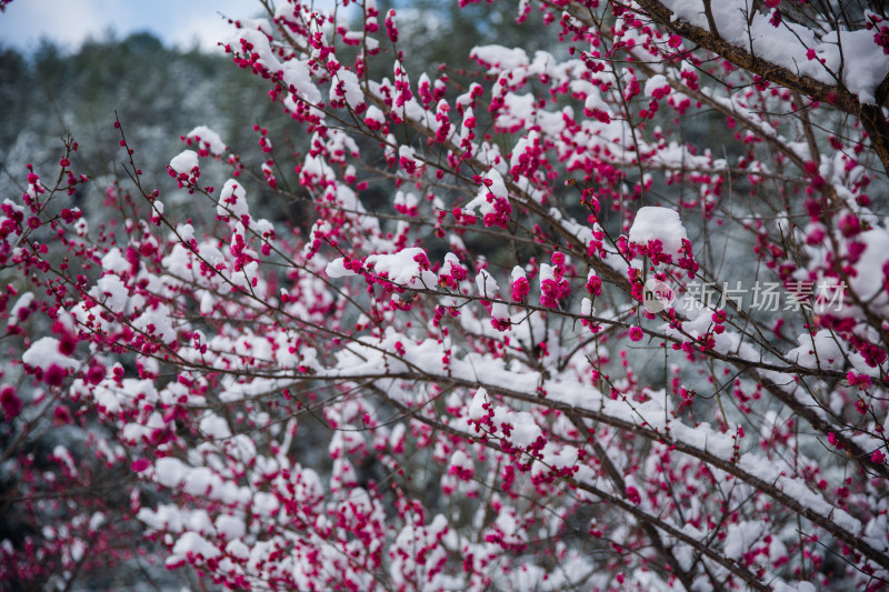 雪后的红梅