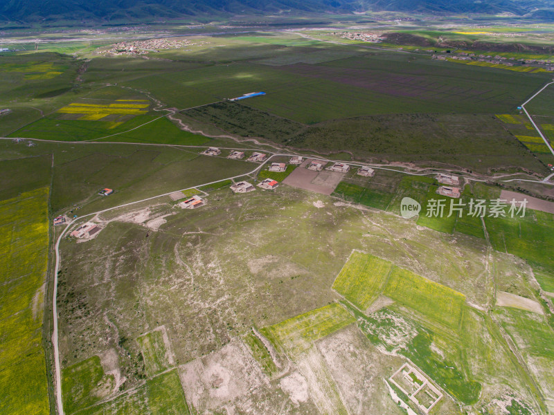 藏地乡村民居油菜花航拍全景图