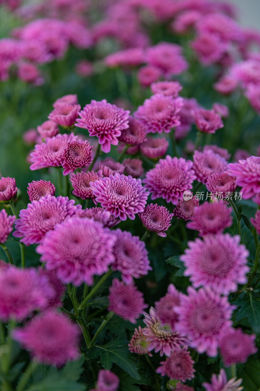 菊花花海