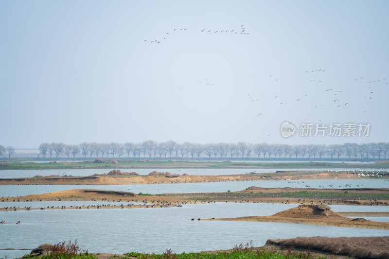 武汉东西湖府河湿地候鸟