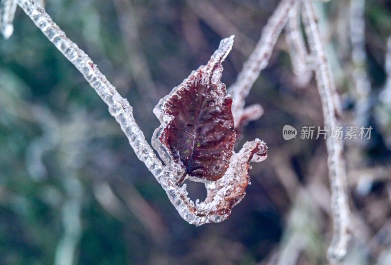 重庆酉阳：龙头山上冻雨“缀”美