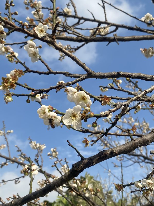 广州萝岗香雪公园梅花盛开