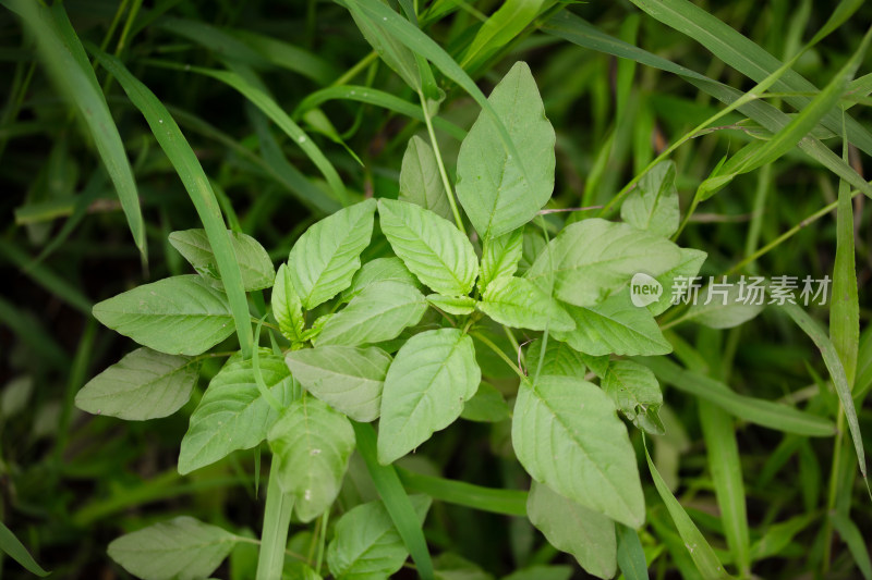 自然生长的野苋菜特写镜头