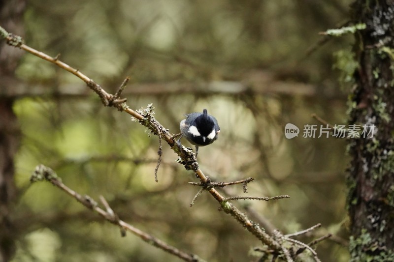 四川阿坝藏族羌族自治州九寨沟的精灵