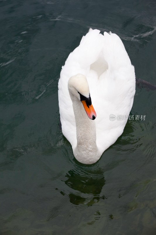 瑞士卢塞恩湖天鹅