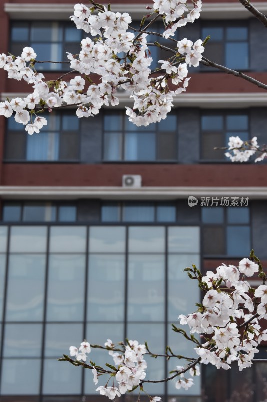 建筑物前盛开的樱花树近景