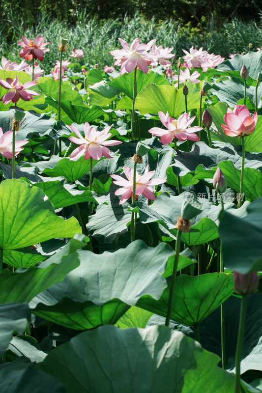 北京圆明园荷花