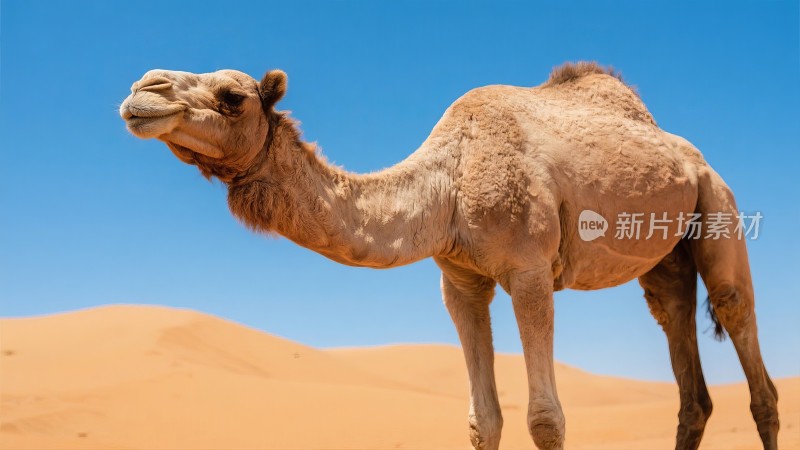 沙漠骆驼行商 西域风情敦煌