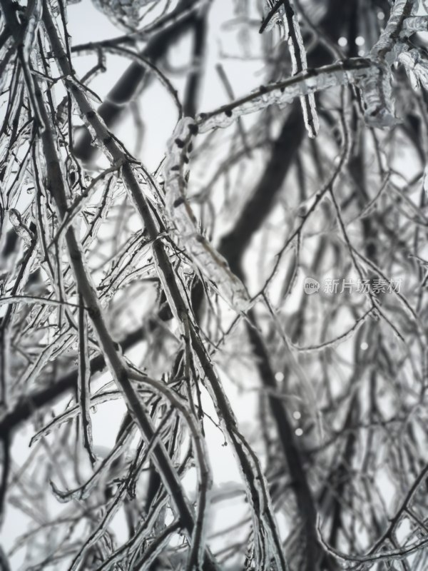 冰晶，树枝，冬天，冰雪，自然，冰