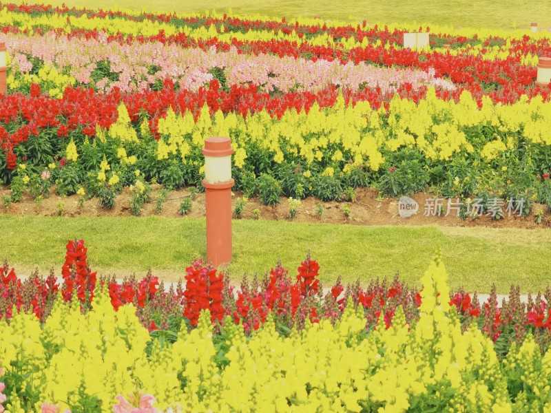 佛山市千灯湖公园金鱼草花海