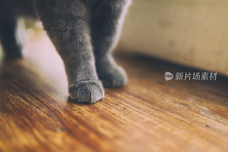 猫咖中可爱猫咪的爪子