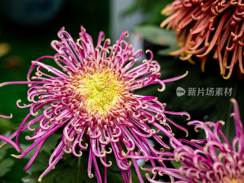 户外秋日菊花特写