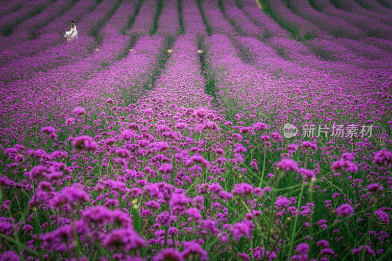 紫颐香薰山谷紫色花海薰衣草马鞭草