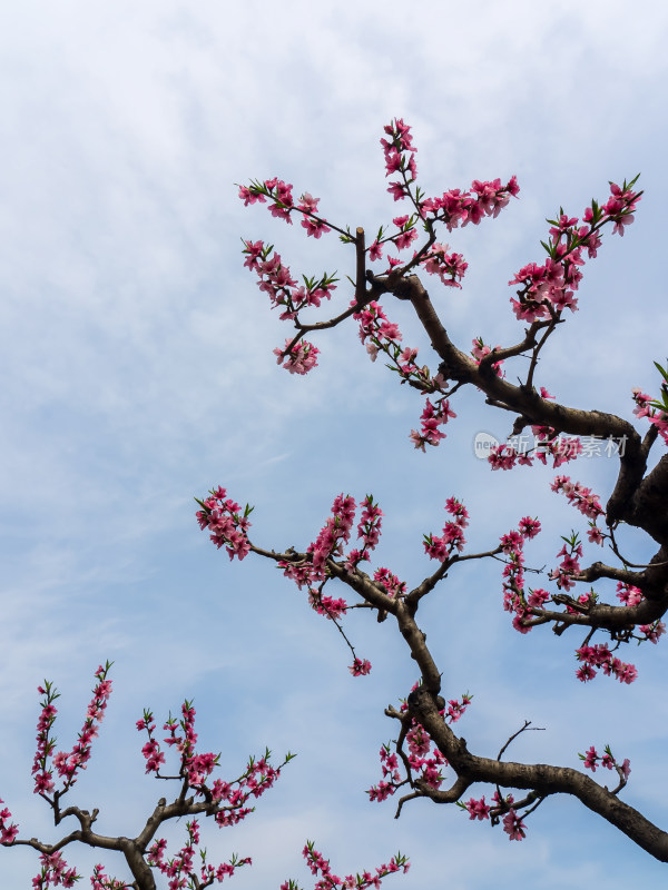 春天桃花盛开